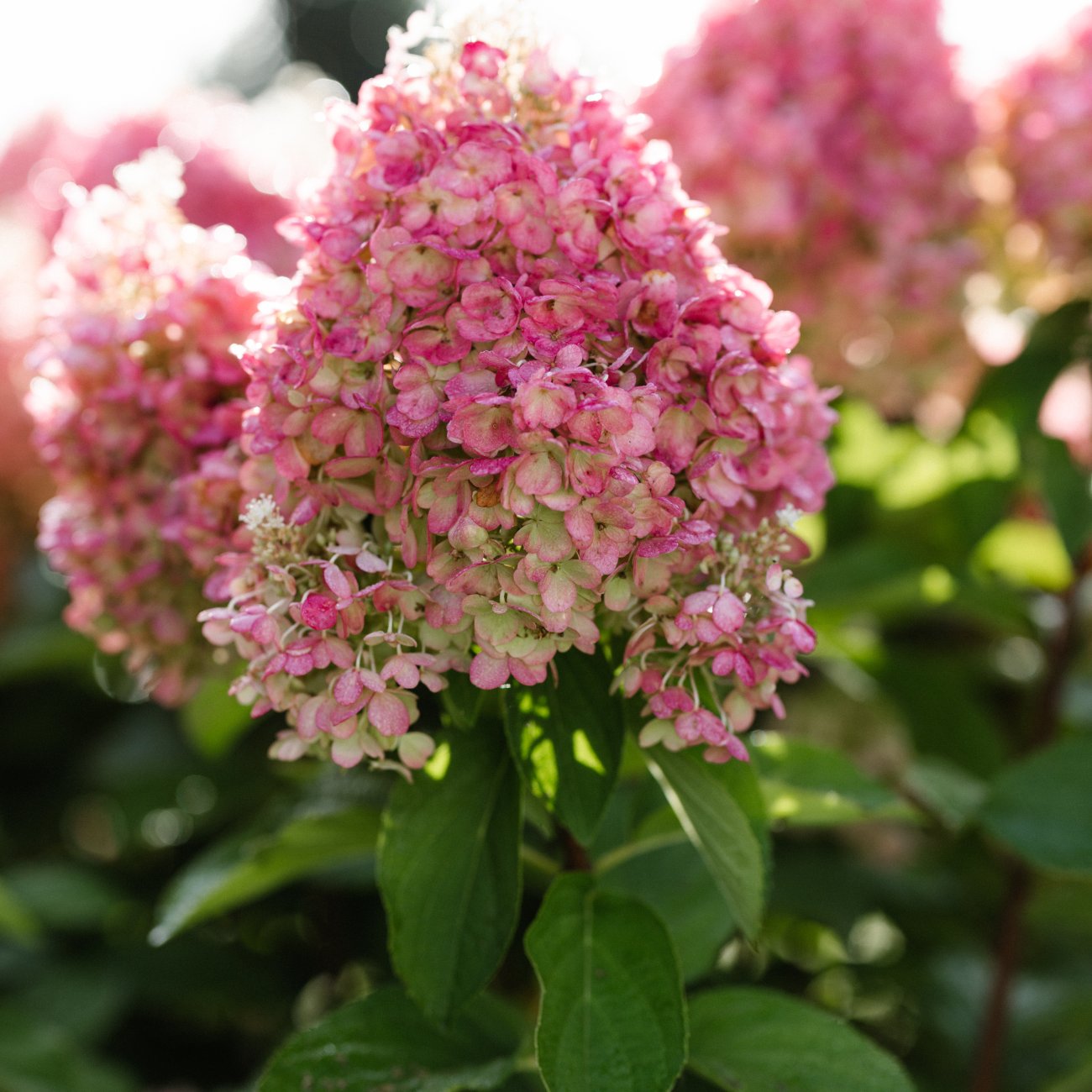 Obrázok Hortenzia metlinatá (Hydrangea paniculata) ´LIVING PINKY PROMISE´® by LIVING CREATIONS´® - výška 40-60 cm, kont. C2L